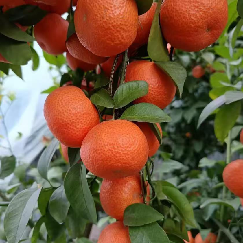 风雨彩虹