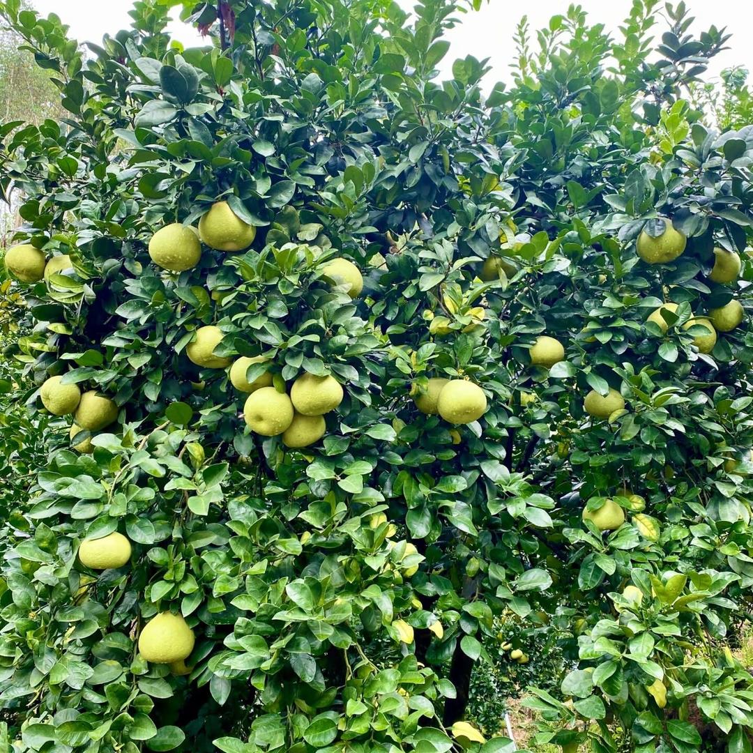 小良文旦柚农产品