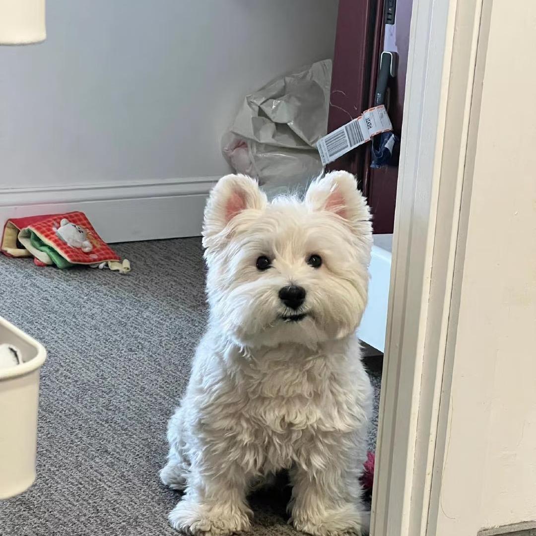 一群西高地直播5号。