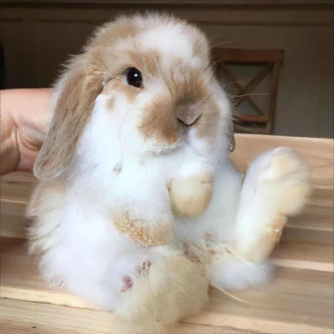 小兔