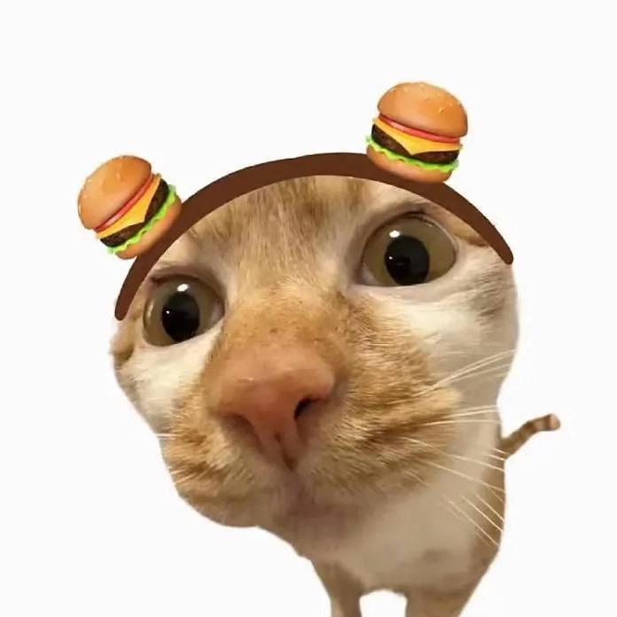 喵猫大王