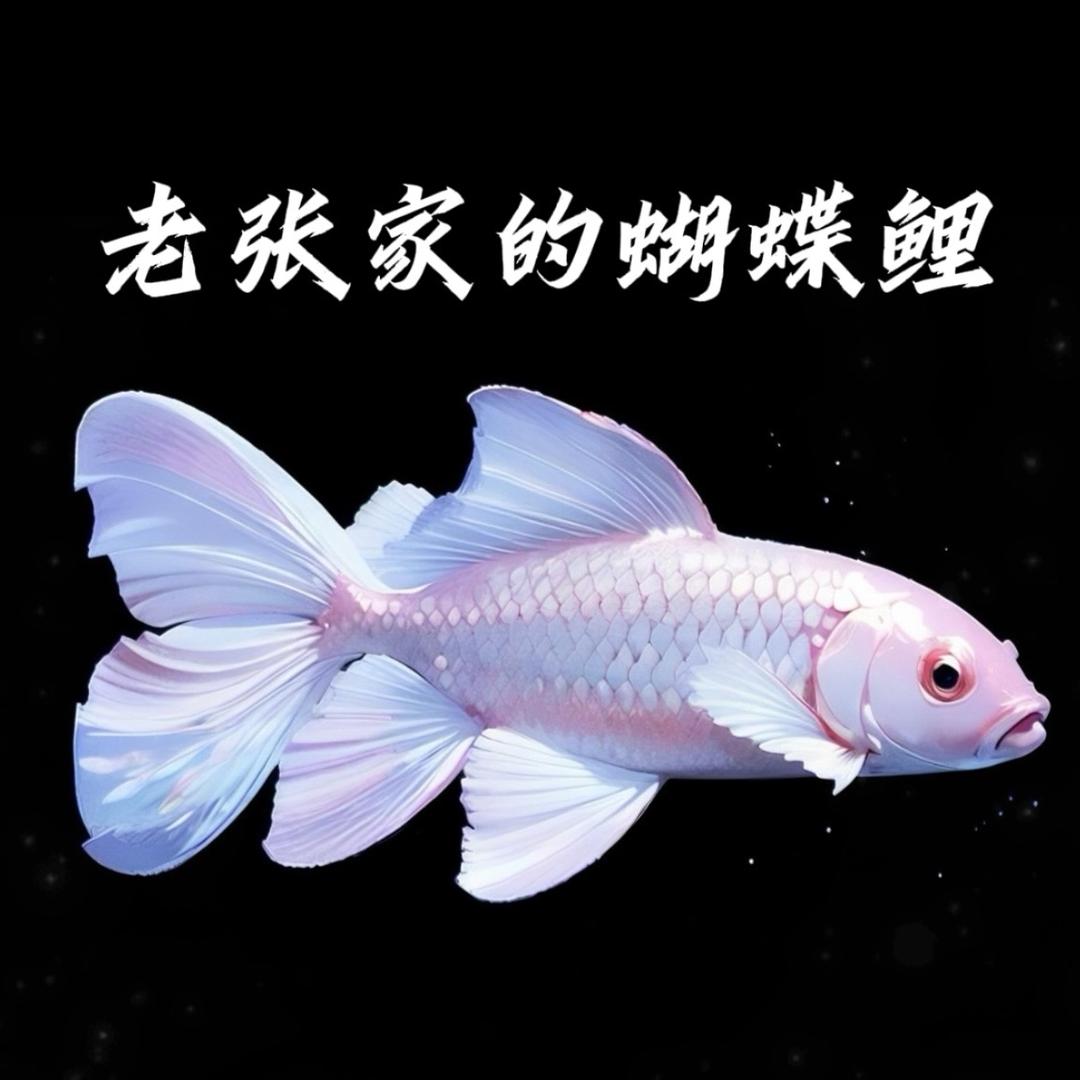 老张蝴蝶鲤