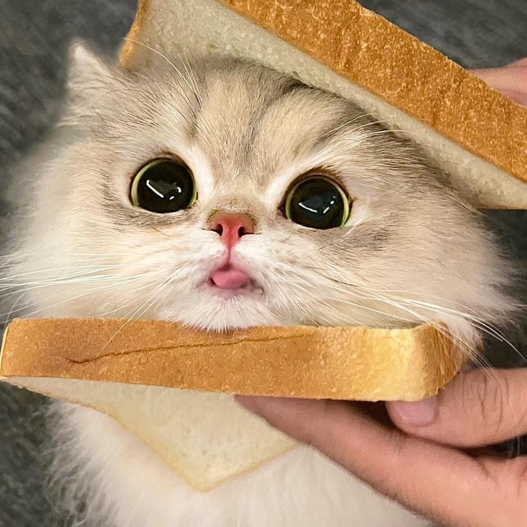 🐱🐱