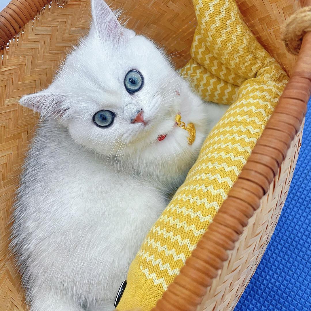 二姐