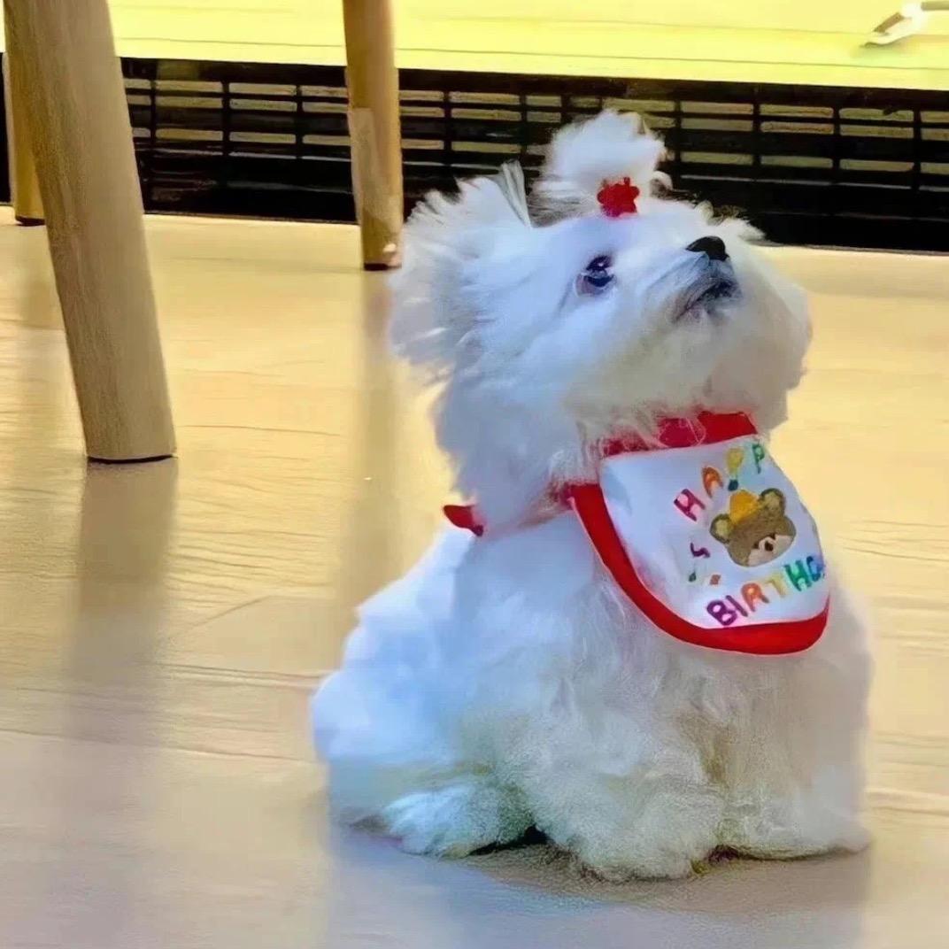 肥肥不说话