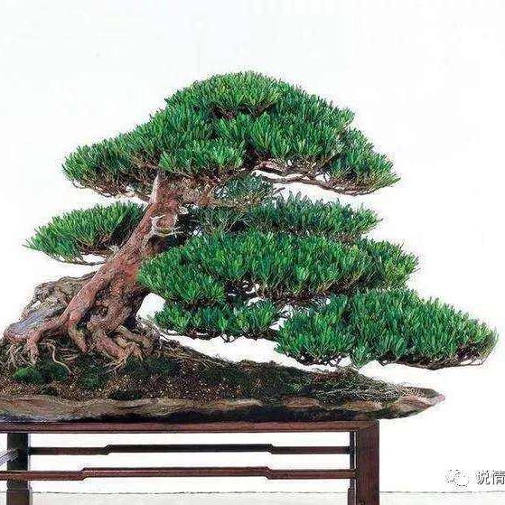 盆景园88