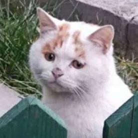 大猫灰