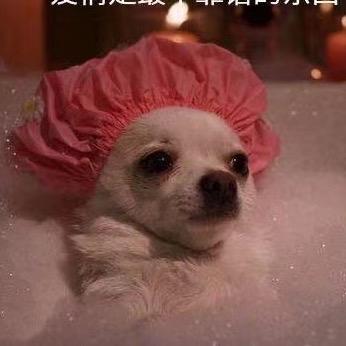 贺薇