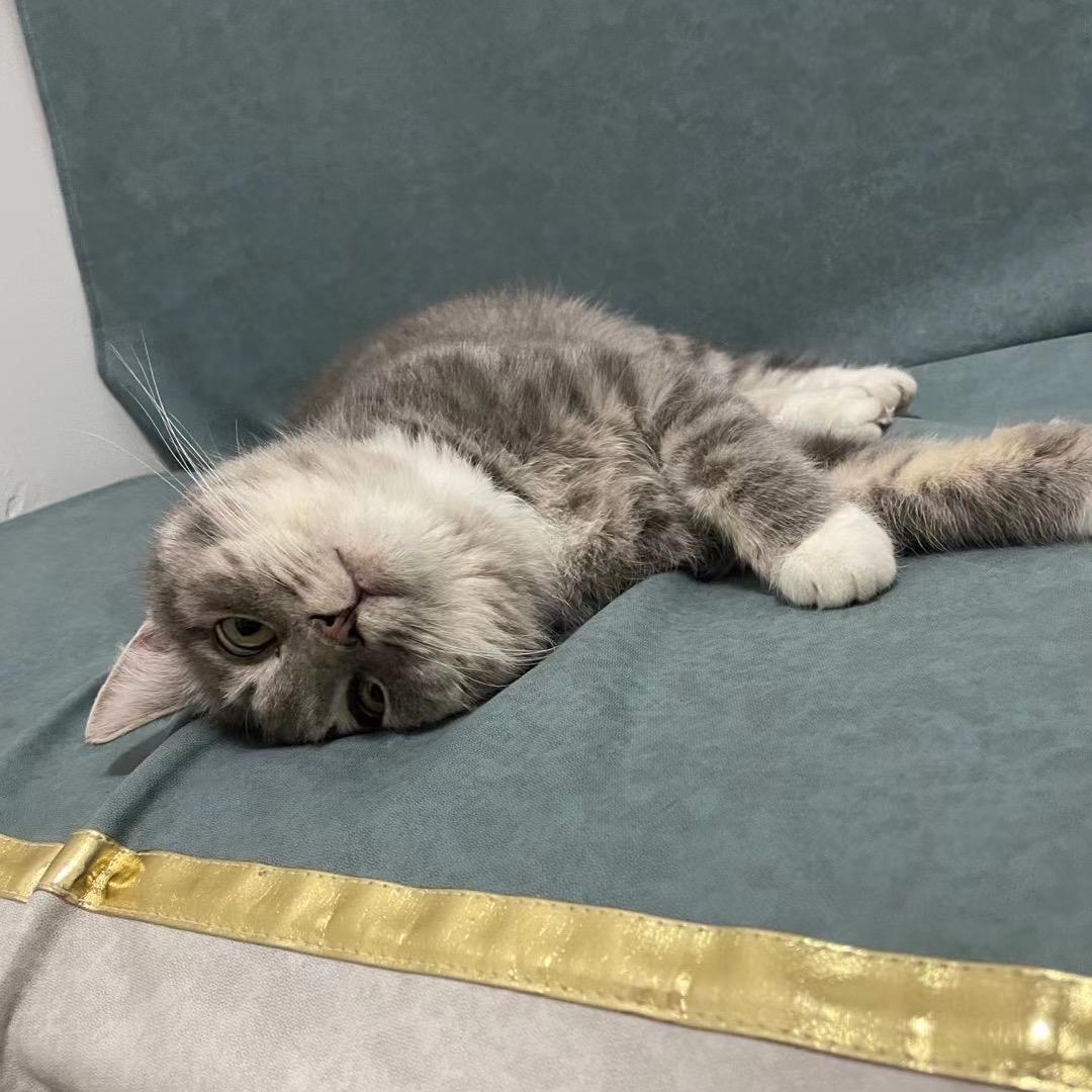 苏澈