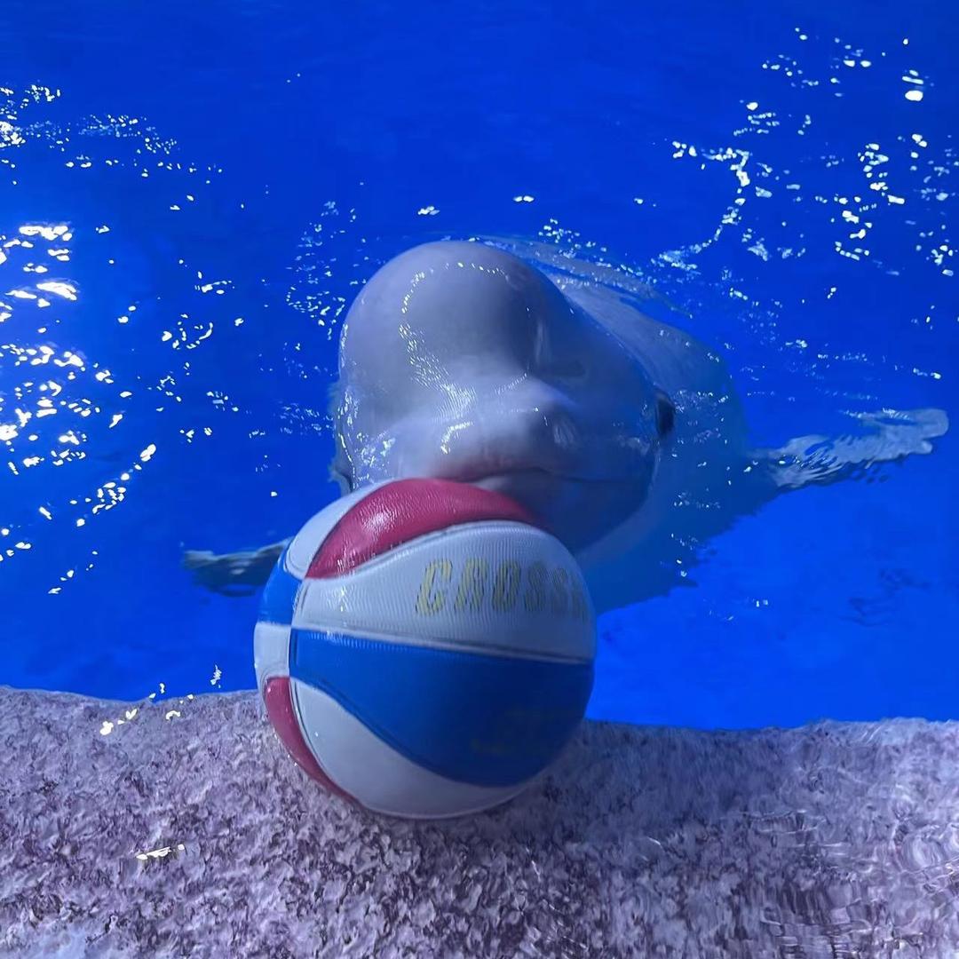 白鲸🐳莎莎