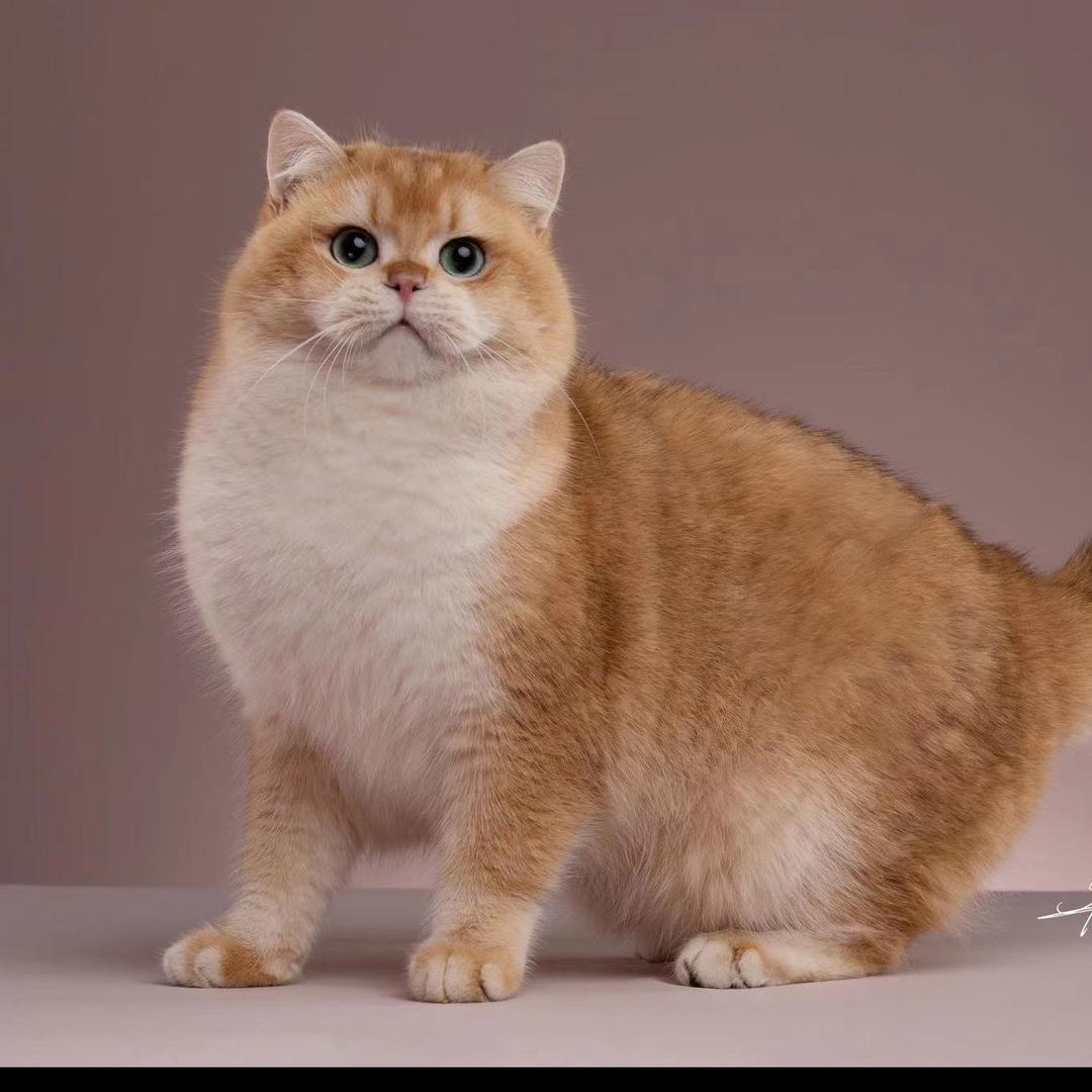 JDB猫舍-南京现货猫猫