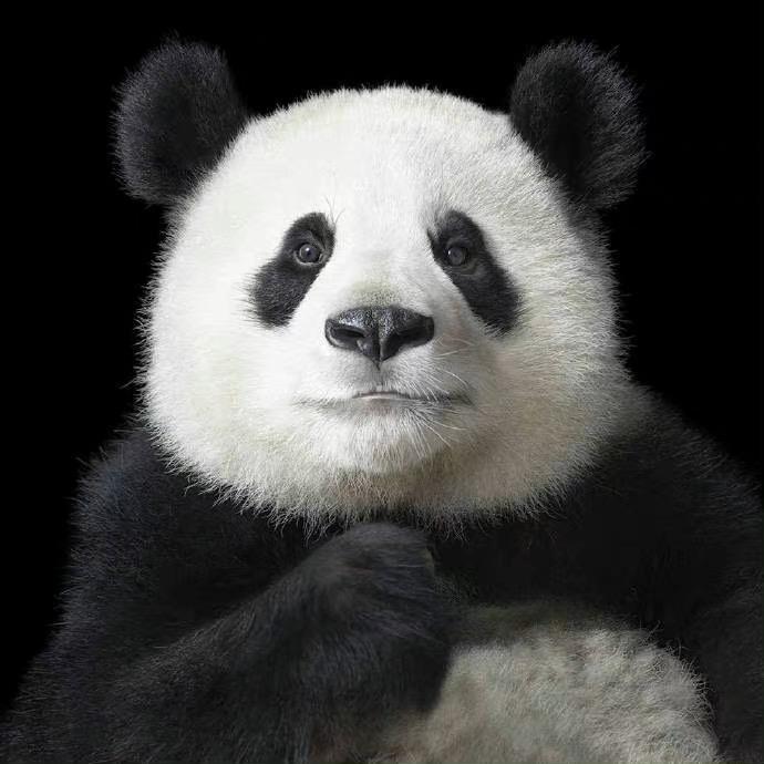 🐼~🐼~🐼