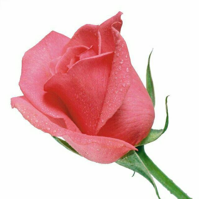 花儿恋曲q～u✿ฺಢ: