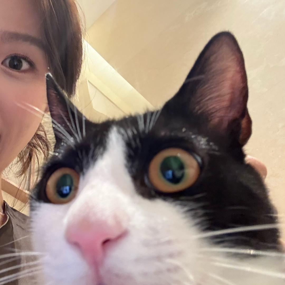 再见羊