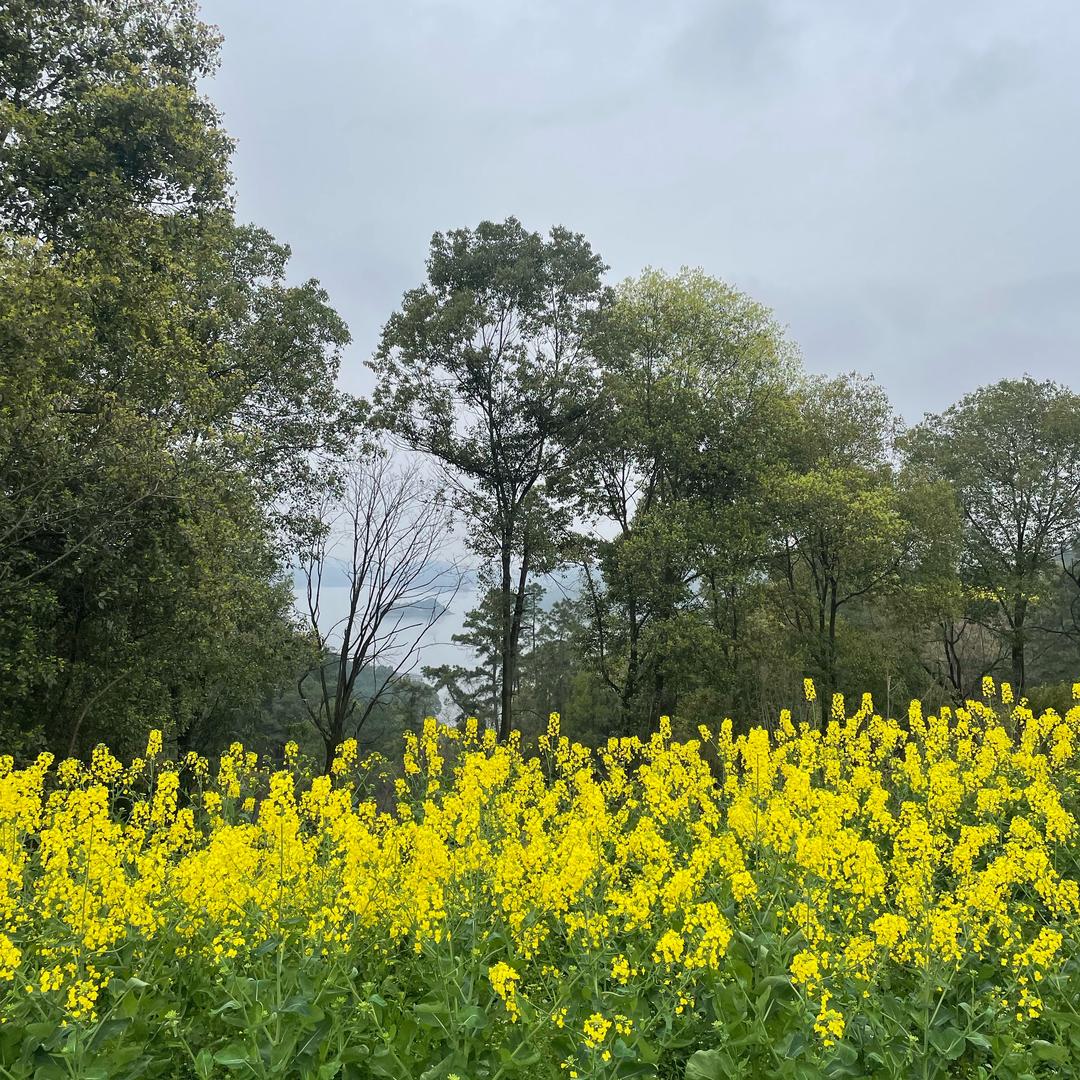 农家地龙野黄鳝