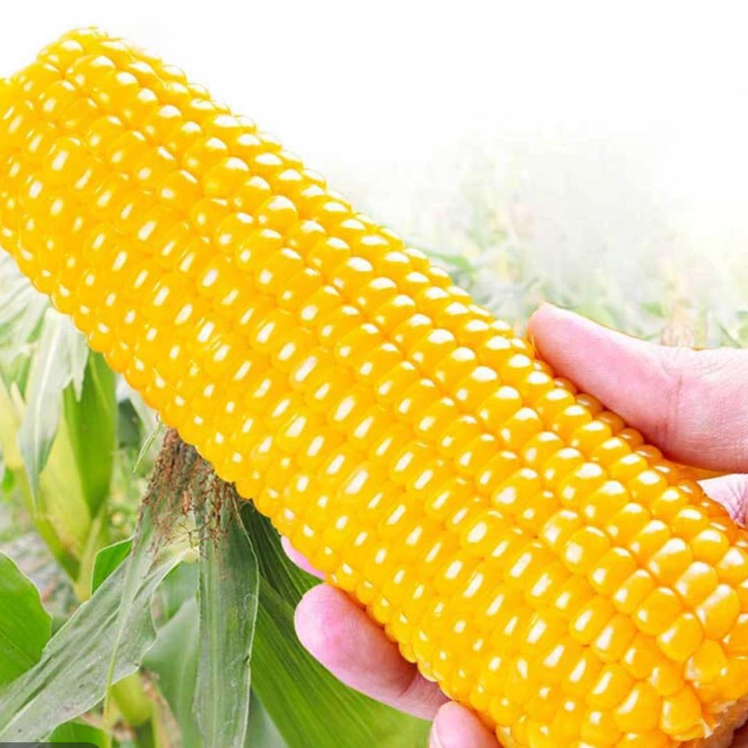 懂老哈东北糯玉米