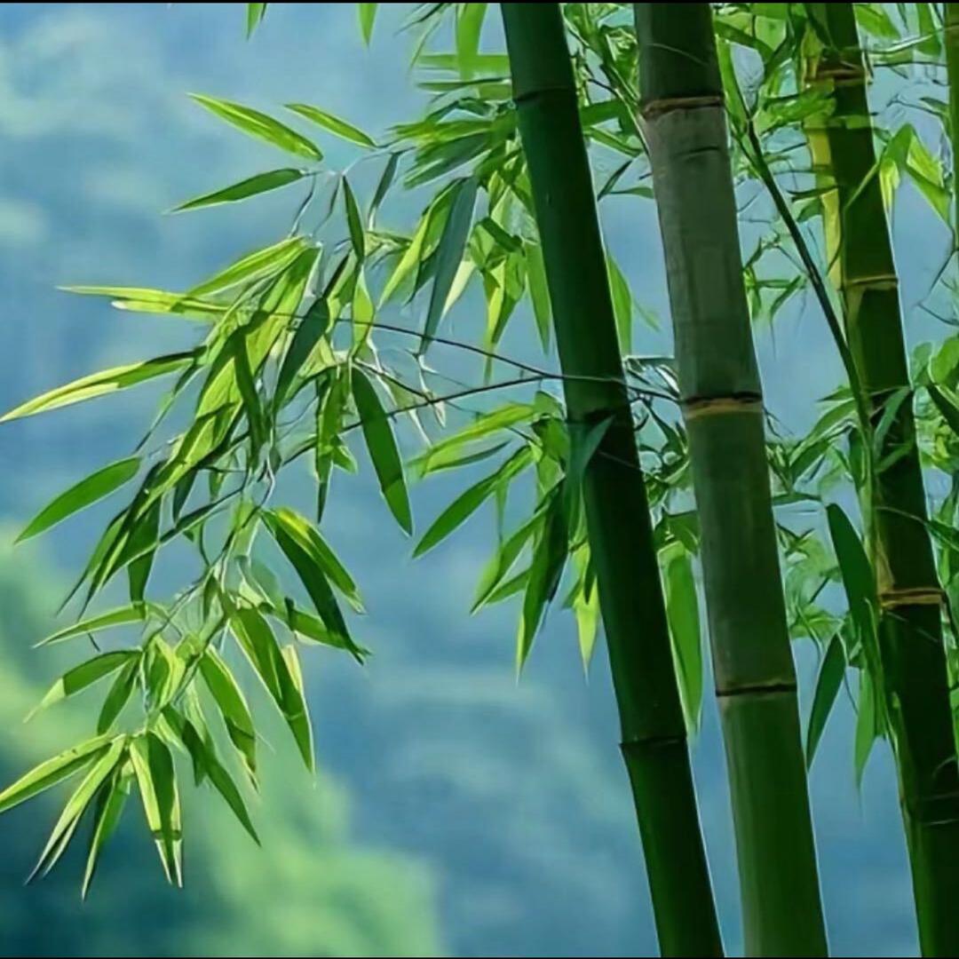 玲妮