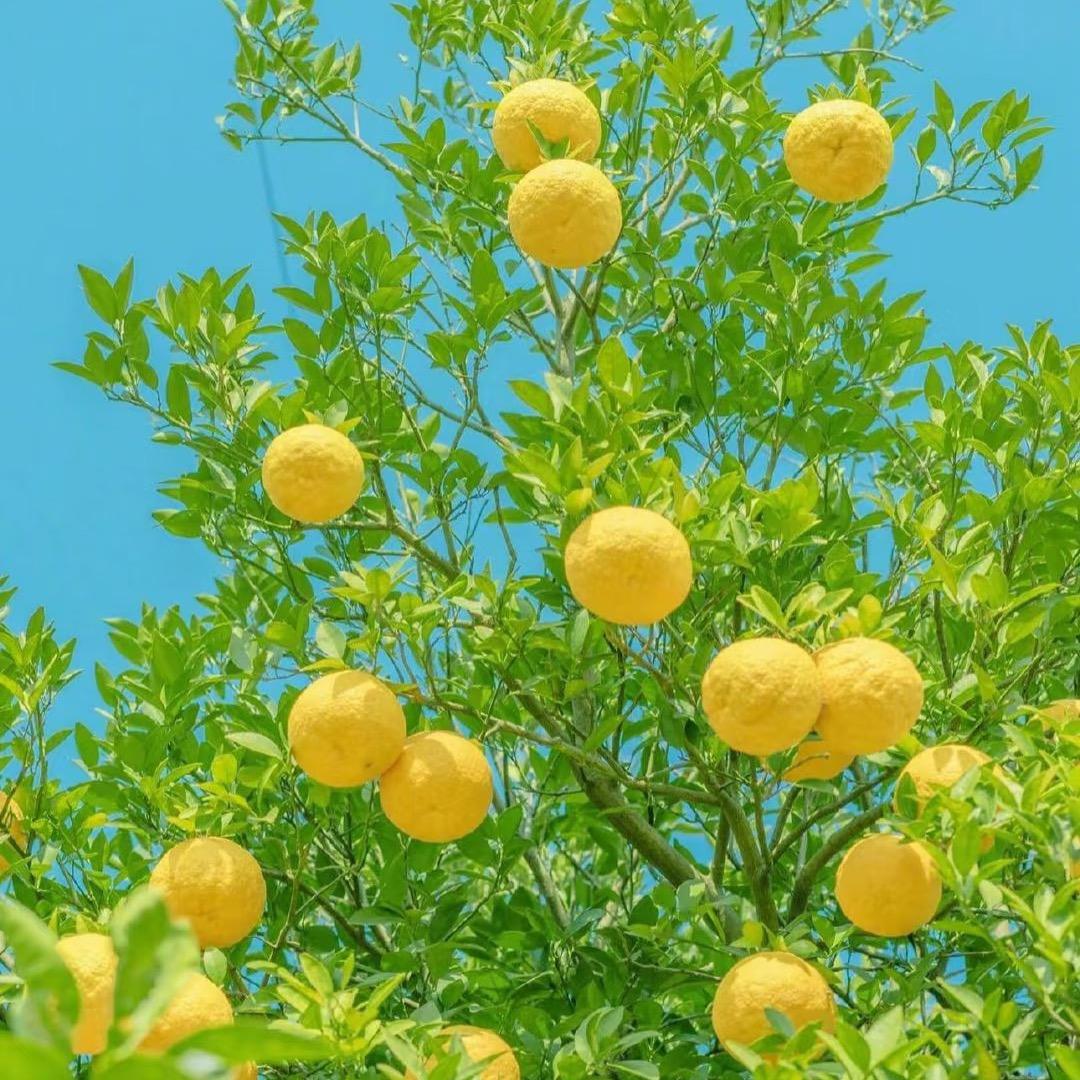@🌼