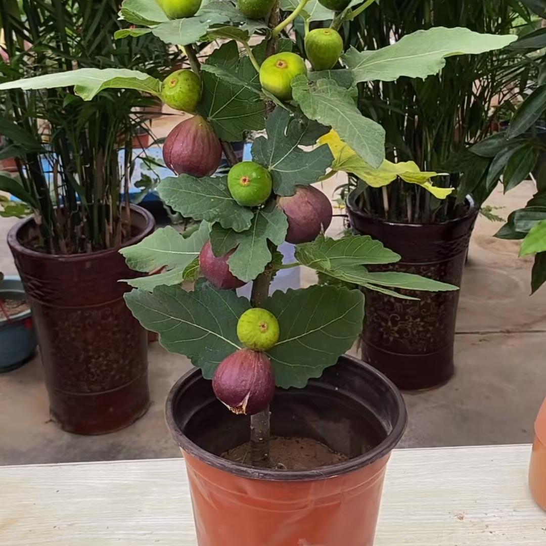 晓晓无花果基地