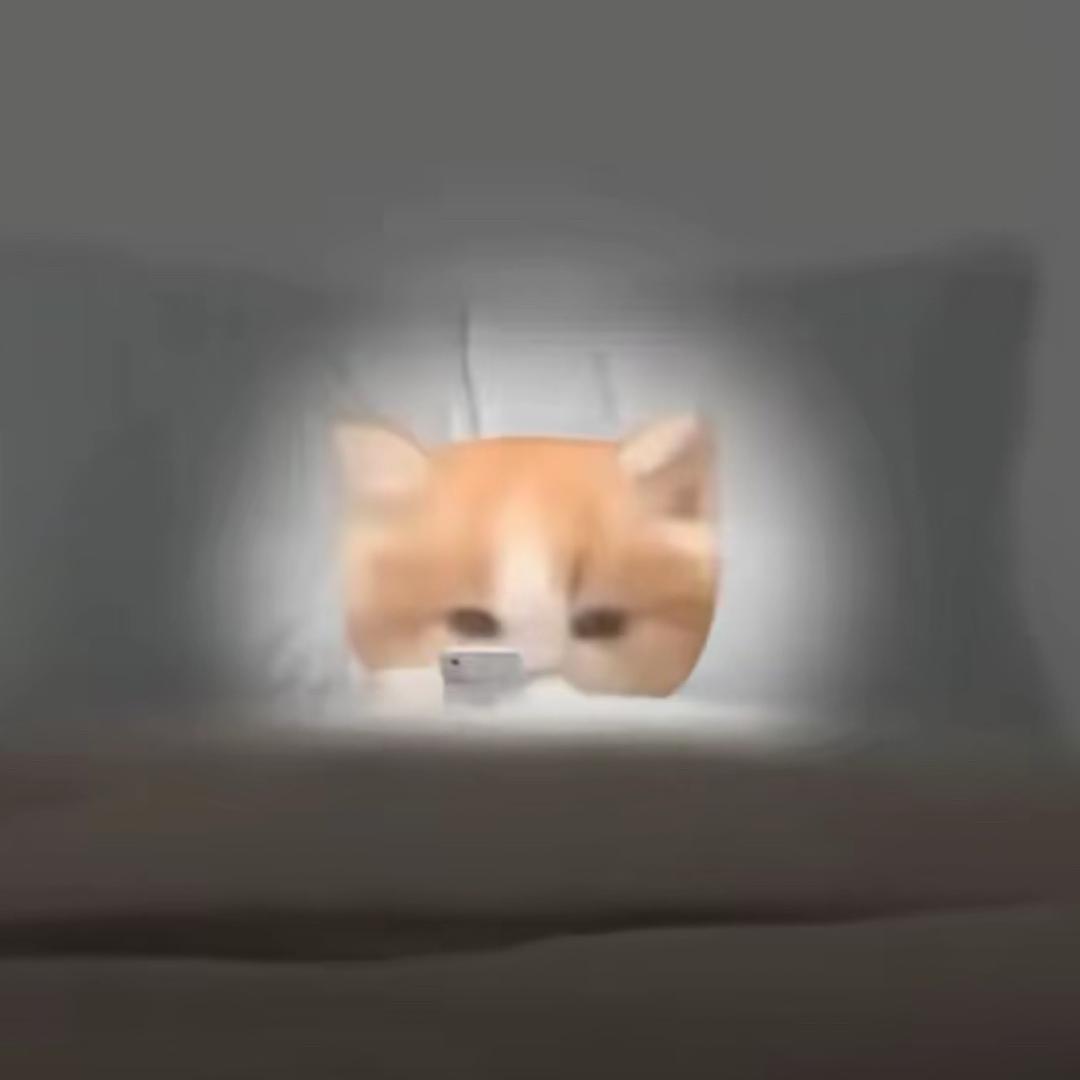 礼猫meme日记