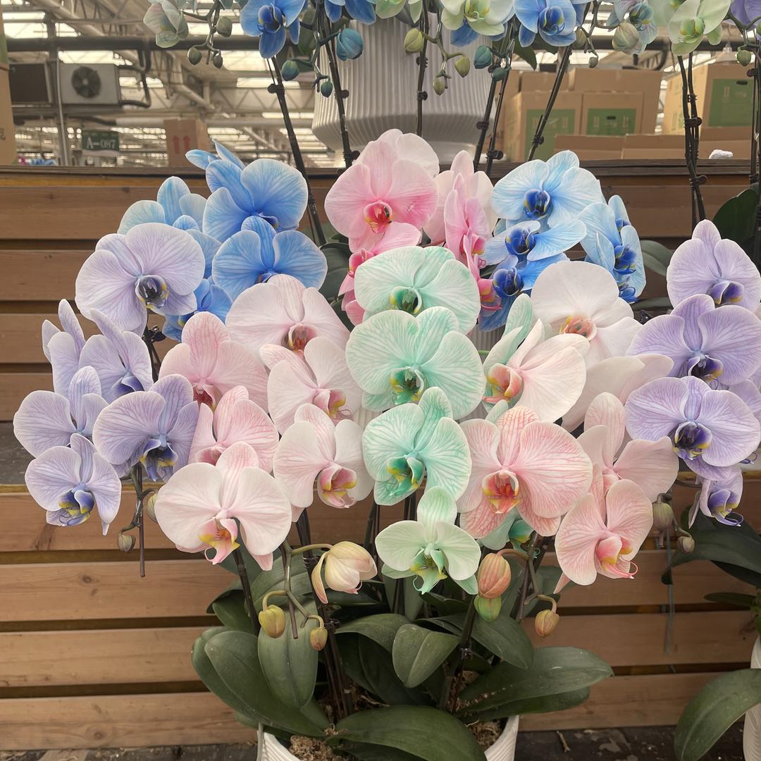 郑州轩之盎绿植配送