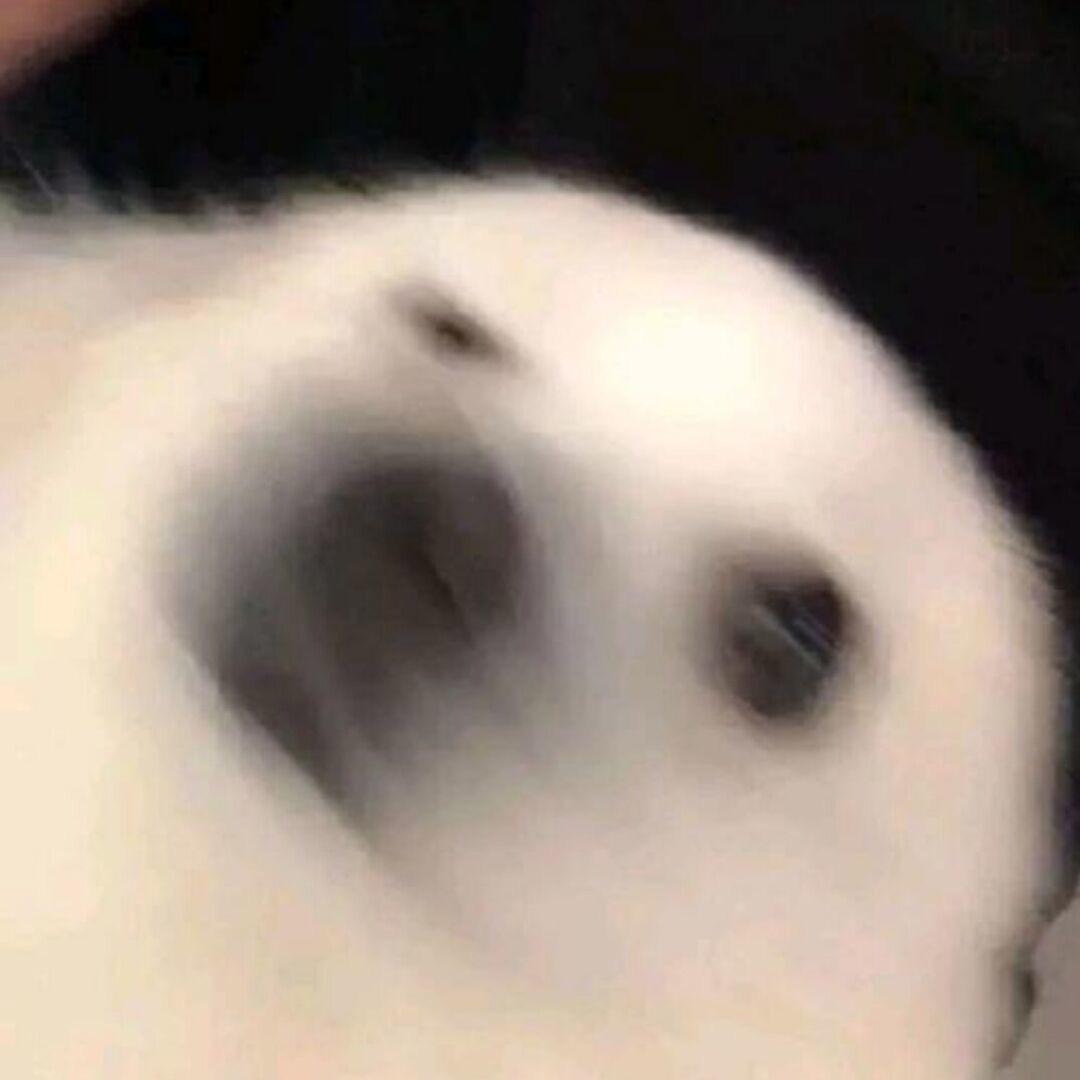 L1