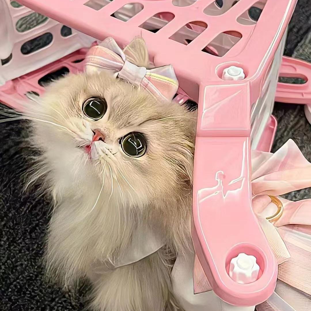 喵喵🐱