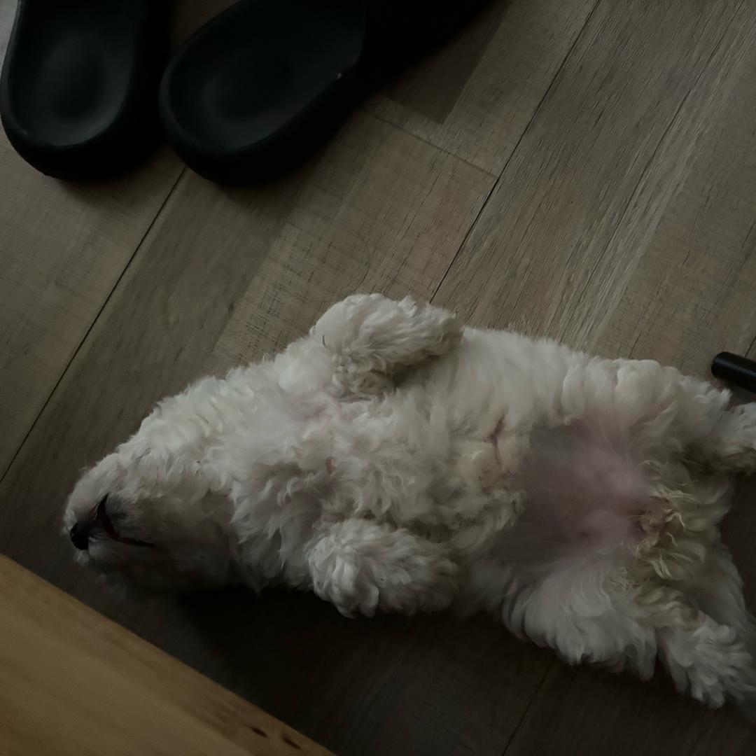 飞飞狗