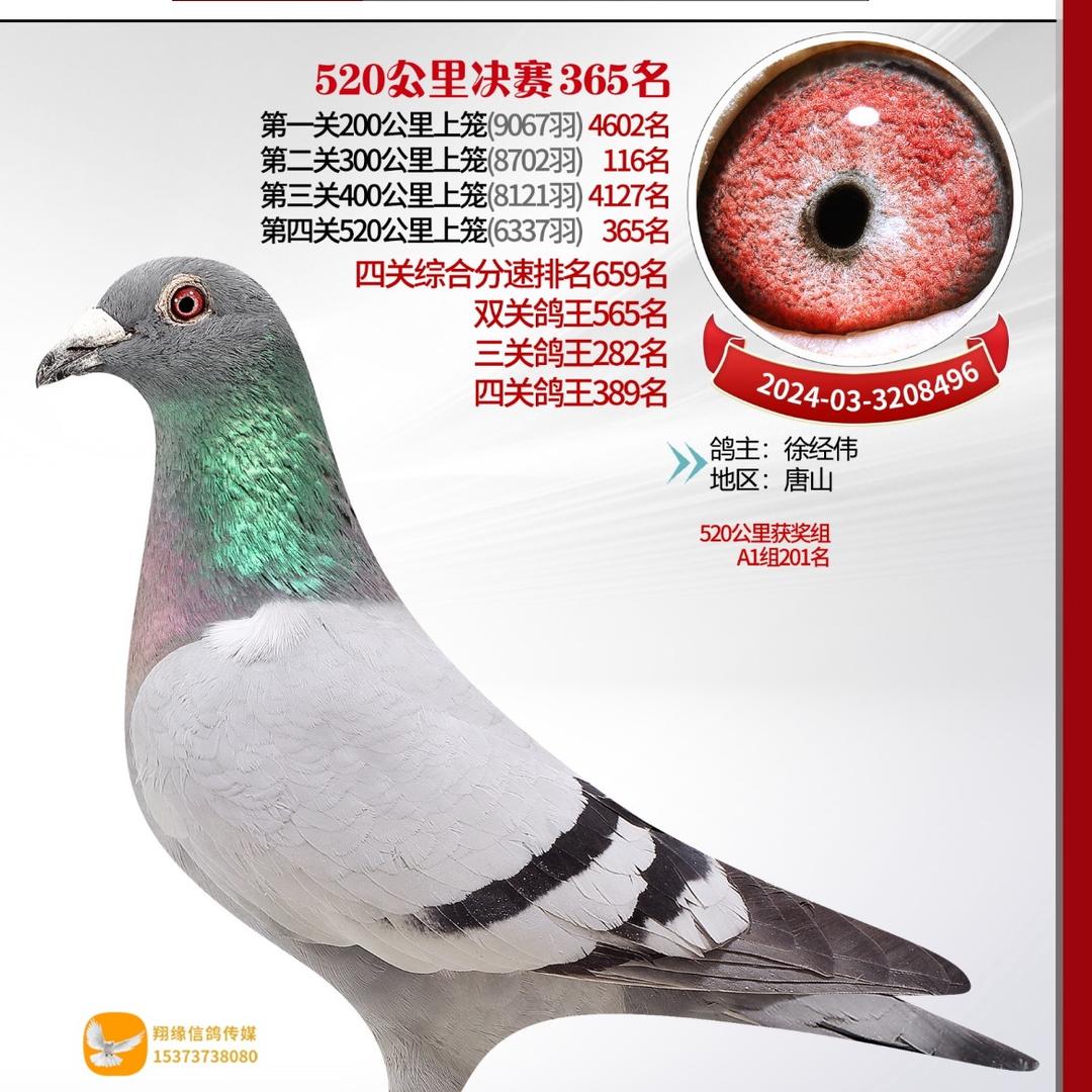 A经伟鸽舍A