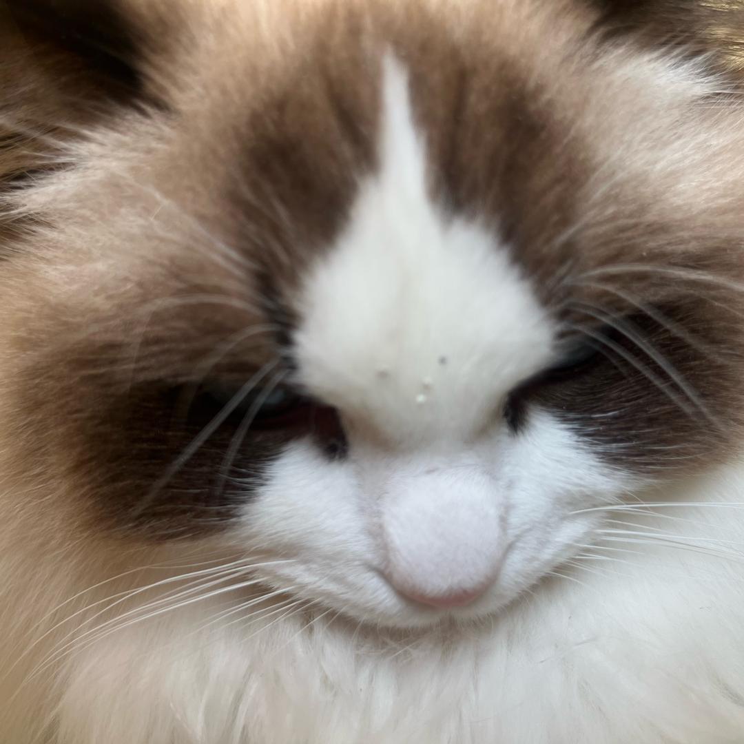 龅牙小伙伴