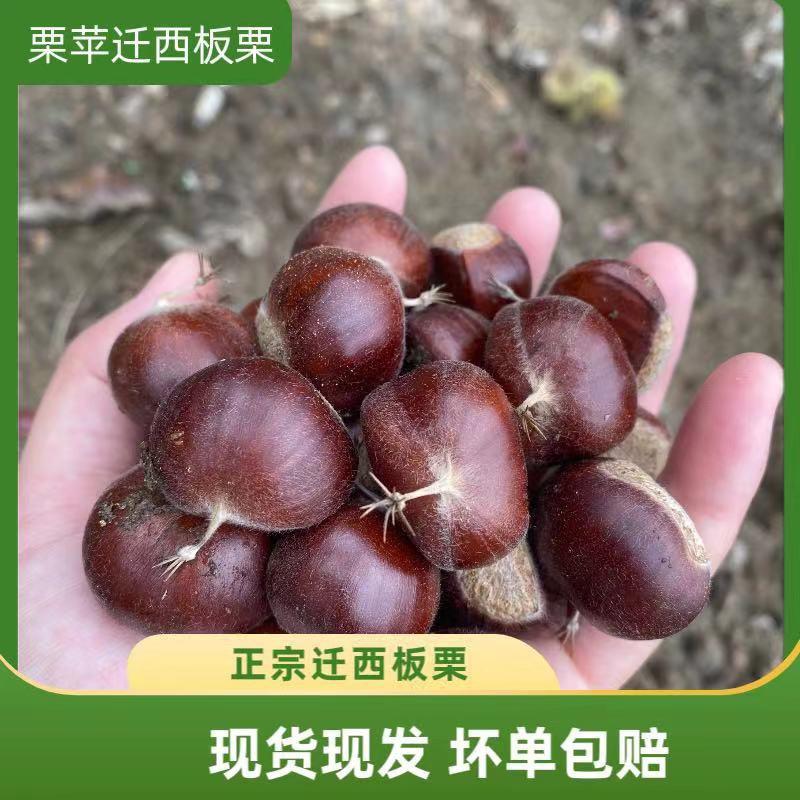 迁西栗苹板栗