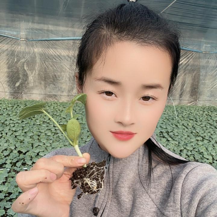 西甜蔬菜育苗基地