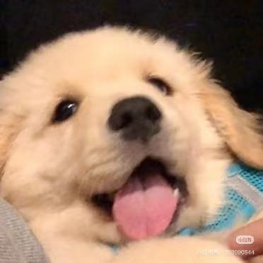 “过来”是只小狗