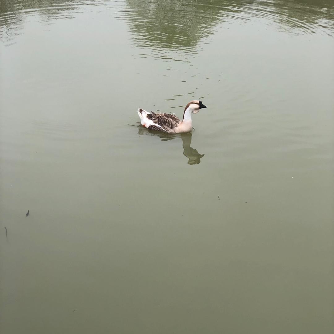 艳