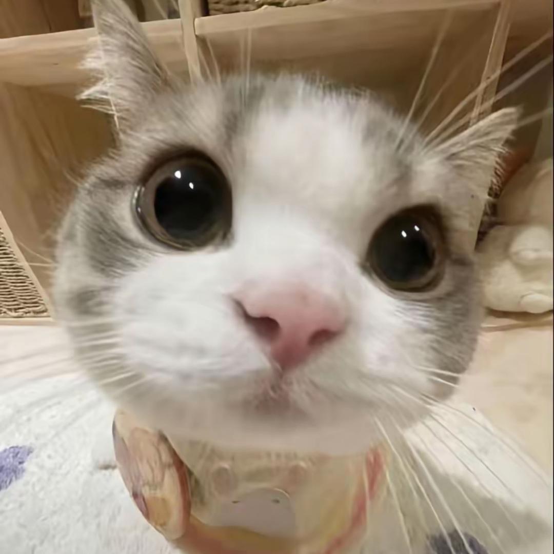琳🐷