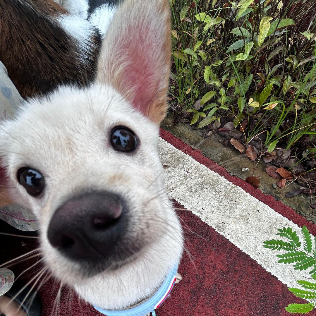 yiyiyi🍒（已见🐯🐟🐻版）