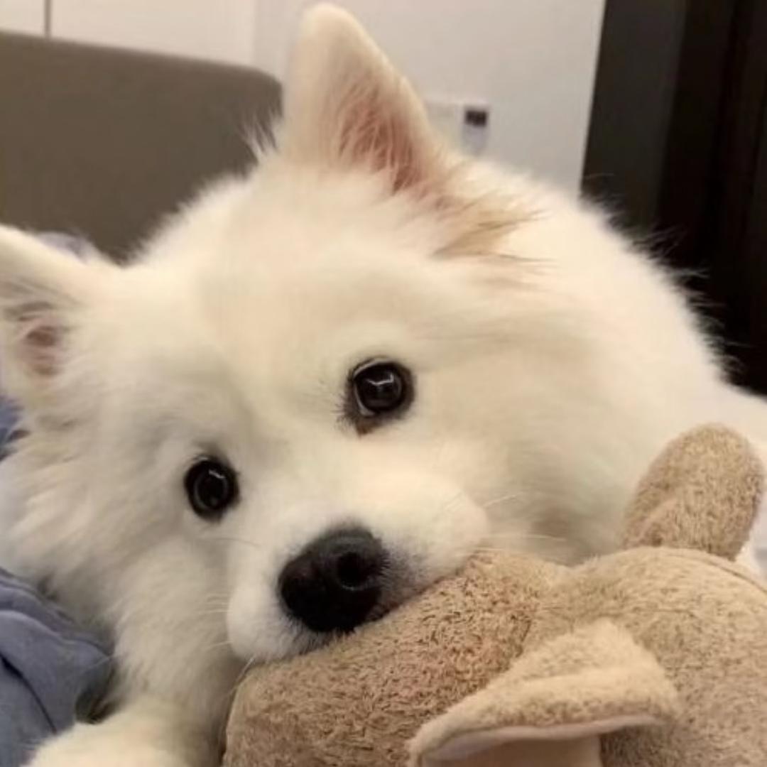 煎饼狗子🐶