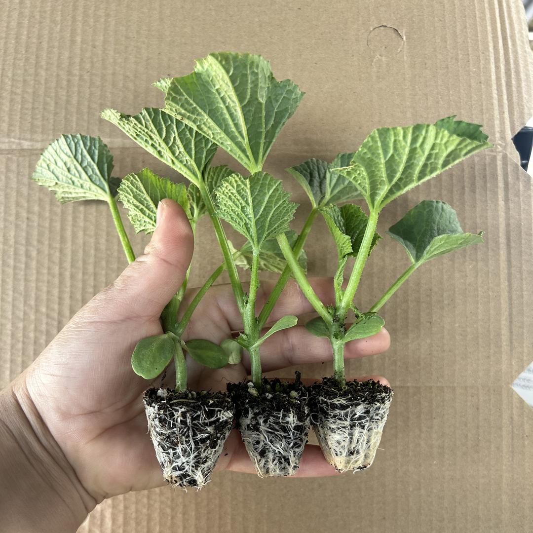 小马菜苗