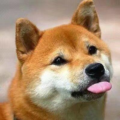 白糖狐狸            ༽ 🪳