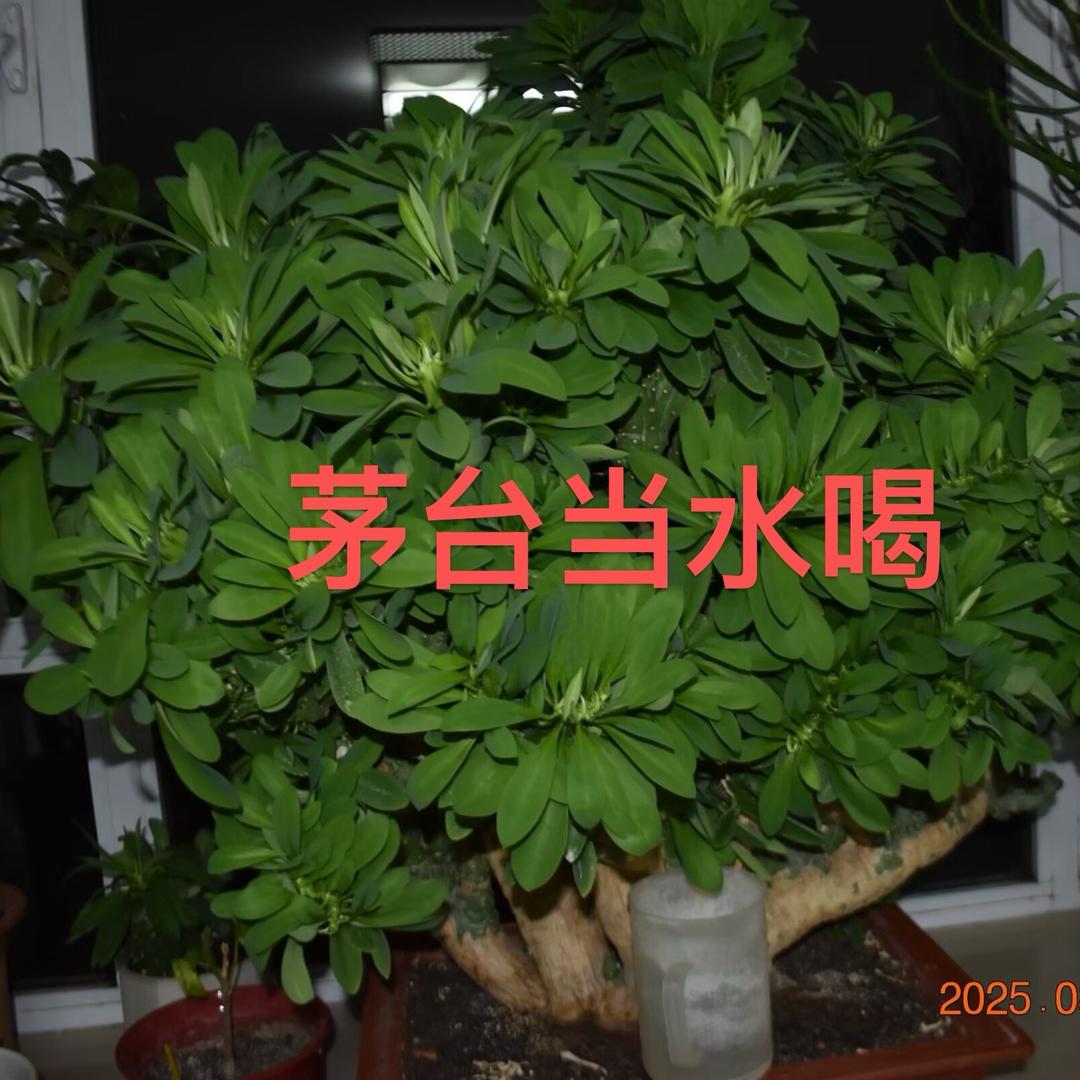 茅台当水喝