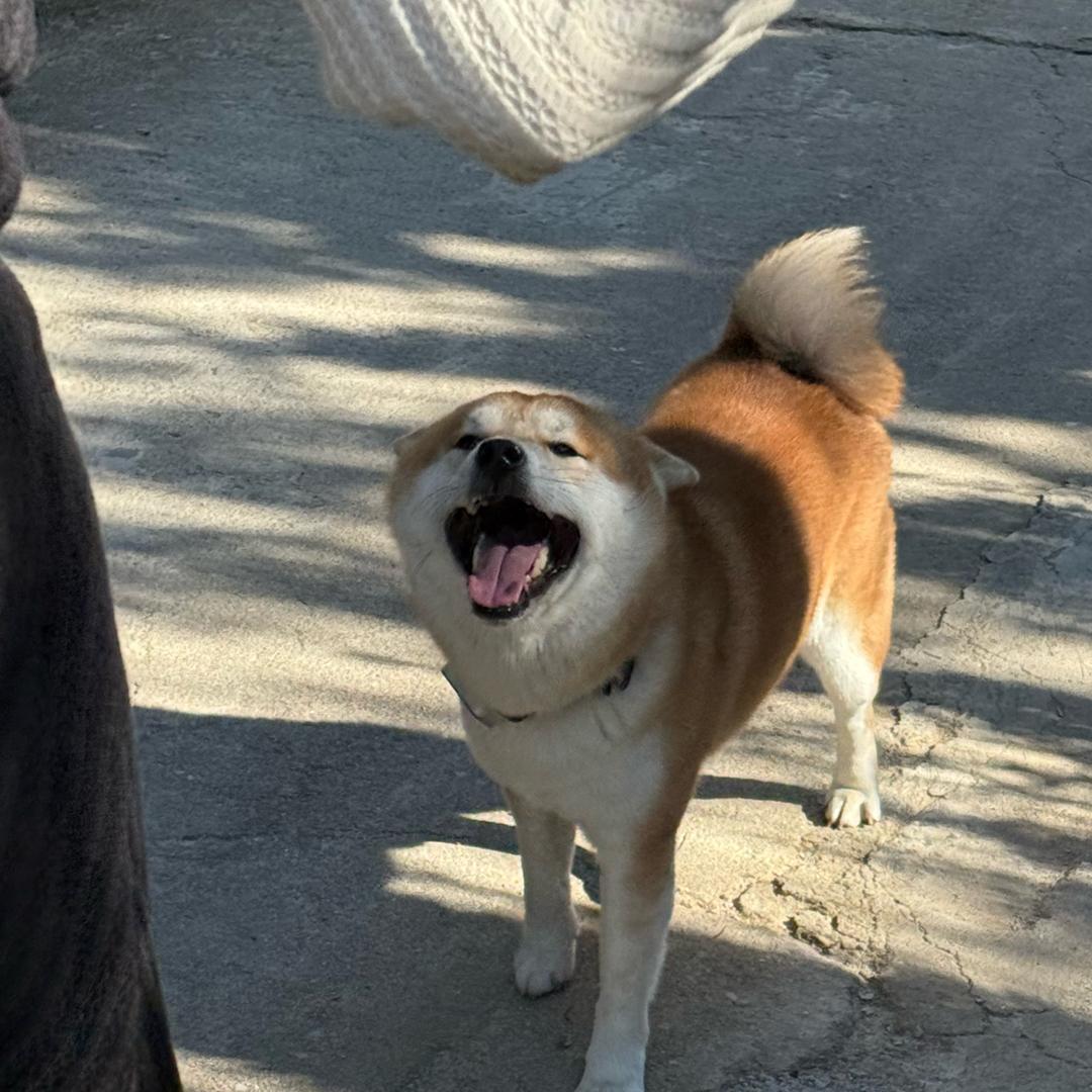 呦呼呼呼呼