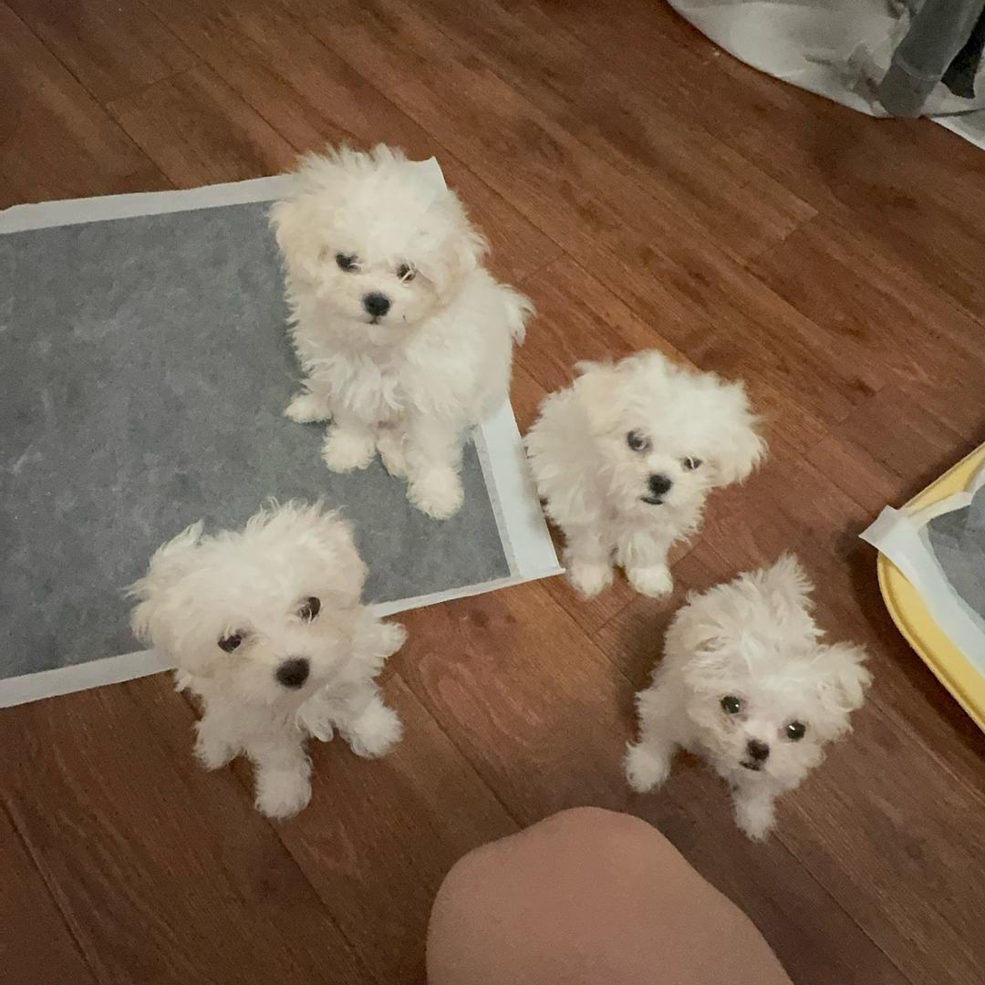 汤圆是大王