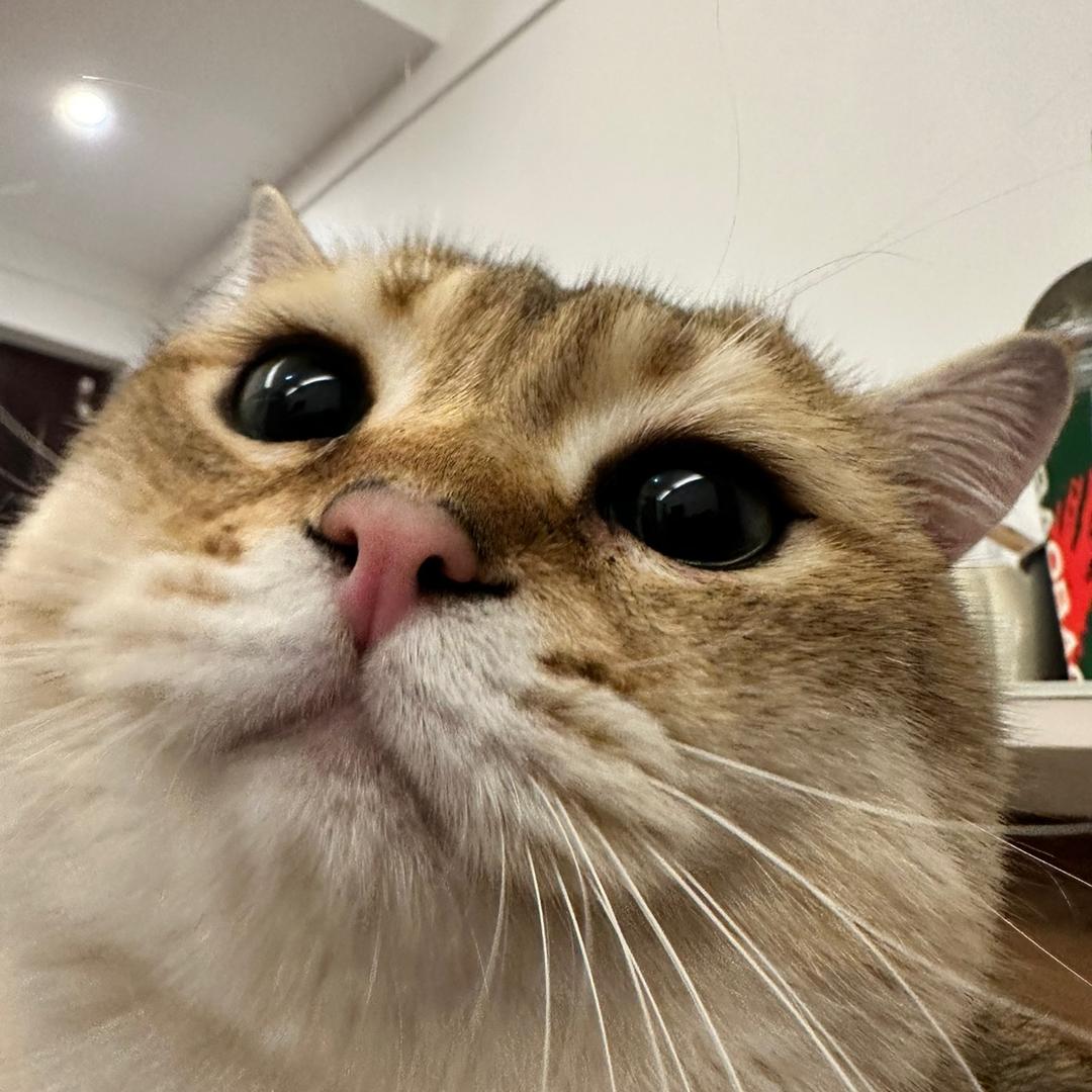 林小胖(养猫养狗版）