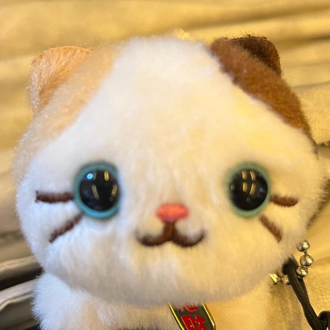 愤怒的小猫358