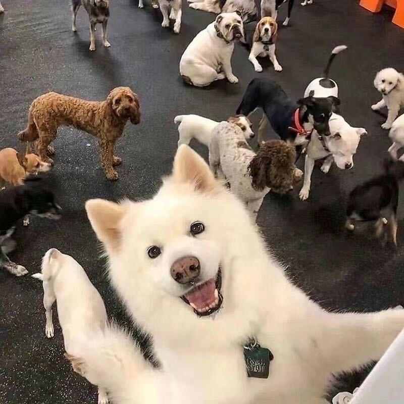 🐩