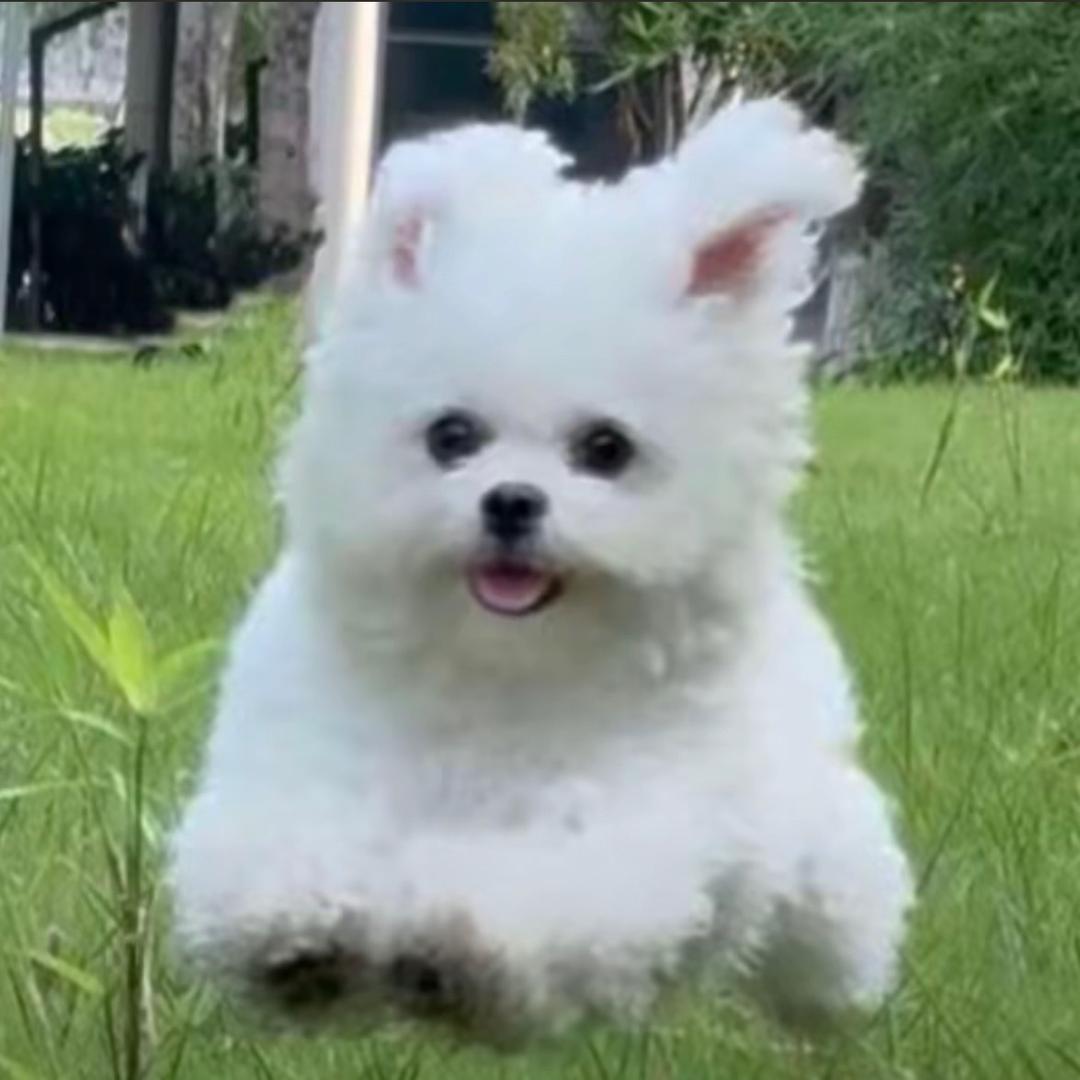 苍狗又白云