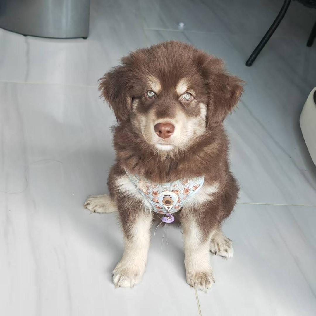 东莞宠物批发基地