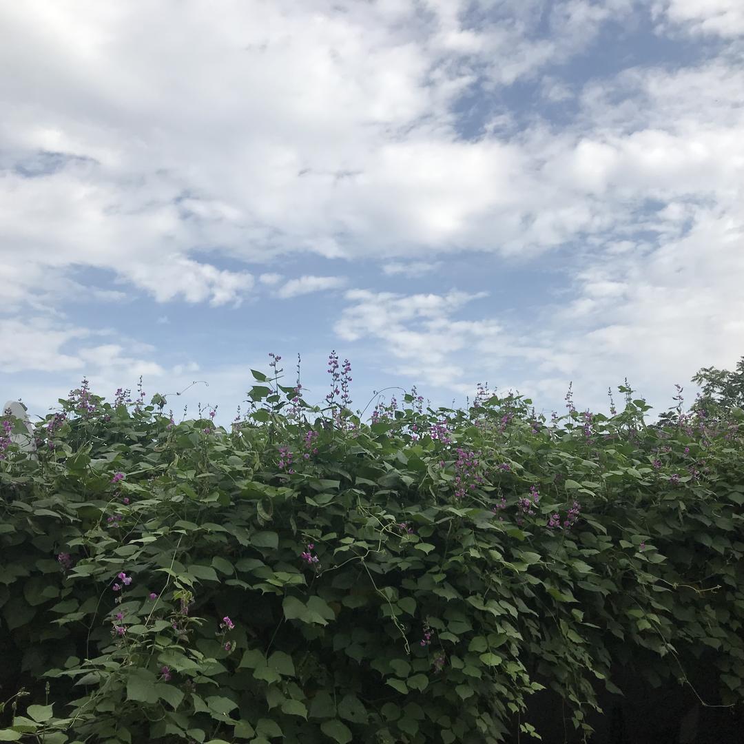 公旭杨壮44536号