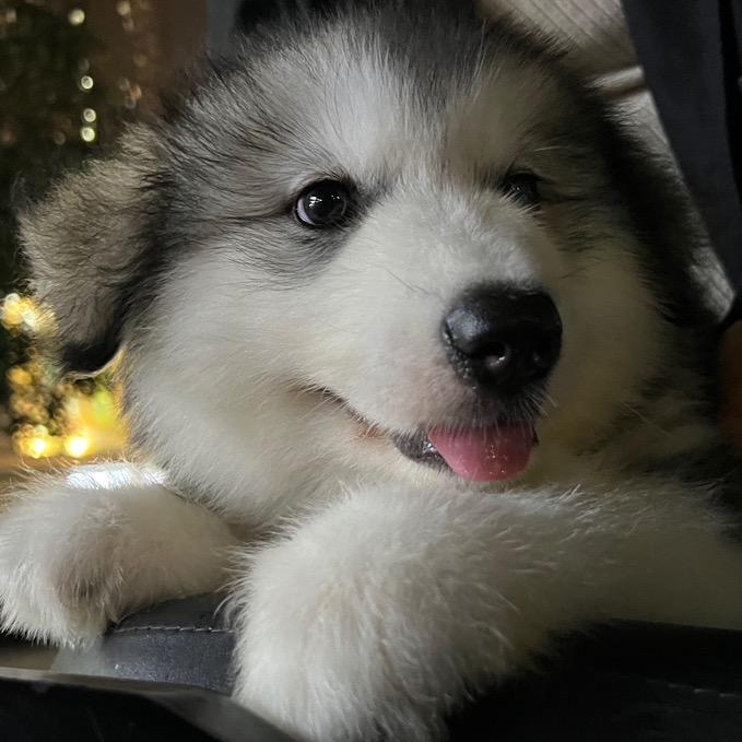 猫狗大战牛马日记