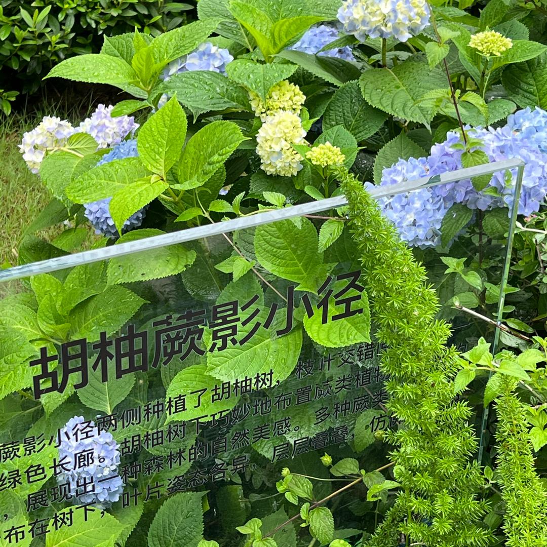 卖萌的苞菜